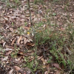 Daviesia ulicifolia at Moruya, NSW - suppressed