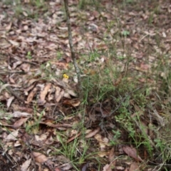 Daviesia ulicifolia at Moruya, NSW - 20 Oct 2021