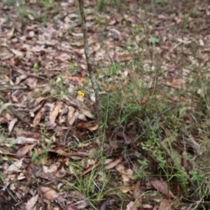 Daviesia ulicifolia at Moruya, NSW - 20 Oct 2021