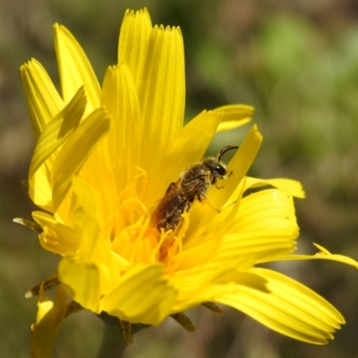 Lasioglossum (Chilalictus) lanarium (Halictid bee) at Lions Youth Haven - Westwood Farm A.C.T. - 19 Oct 2021 by HelenCross