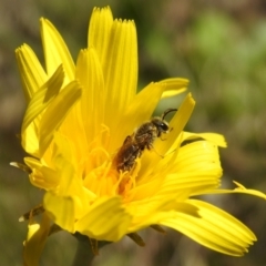 Lasioglossum (Chilalictus) lanarium (Halictid bee) at Kambah, ACT - 19 Oct 2021 by HelenCross