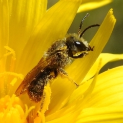 Lasioglossum (Chilalictus) lanarium at Kambah, ACT - 19 Oct 2021