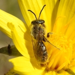 Lasioglossum (Chilalictus) lanarium at Kambah, ACT - 19 Oct 2021