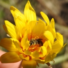 Lasioglossum (Chilalictus) lanarium at Kambah, ACT - 19 Oct 2021