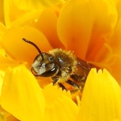 Lasioglossum (Chilalictus) lanarium at Kambah, ACT - 19 Oct 2021