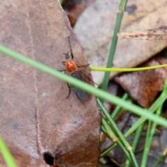 Bibio imitator (Garden maggot) at Broulee Moruya Nature Observation Area - 20 Oct 2021 by LisaH