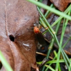 Bibio imitator at Moruya, NSW - suppressed