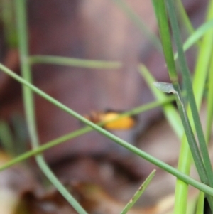 Bibio imitator at Moruya, NSW - suppressed