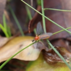 Bibio imitator at Moruya, NSW - suppressed