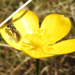Lasioglossum (Chilalictus) sp. (genus & subgenus) (Halictid bee) at Paddys River, ACT - 19 Oct 2021 by HelenCross