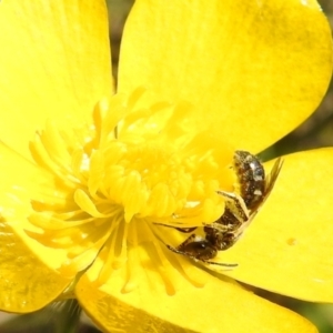 Lasioglossum (Chilalictus) sp. (genus & subgenus) at Paddys River, ACT - 19 Oct 2021