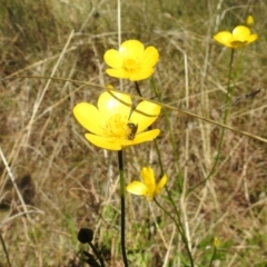 Lasioglossum (Chilalictus) sp. (genus & subgenus) at Paddys River, ACT - 19 Oct 2021