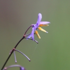 Dianella sp. (Flax Lily) at Broulee Moruya Nature Observation Area - 20 Oct 2021 by LisaH