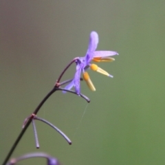 Dianella sp. (Flax Lily) at Moruya, NSW - 20 Oct 2021 by LisaH