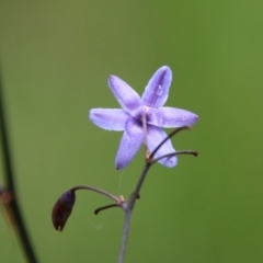 Dianella sp. at Moruya, NSW - 20 Oct 2021