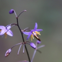 Dianella sp. at Moruya, NSW - suppressed