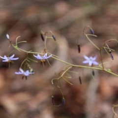 Dianella revoluta var. revoluta (Black-Anther Flax Lily) at Broulee Moruya Nature Observation Area - 20 Oct 2021 by LisaH