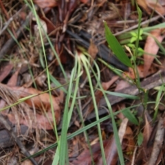 Dianella revoluta var. revoluta at Moruya, NSW - 20 Oct 2021