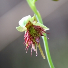 Calochilus paludosus (Strap Beard Orchid) at Moruya, NSW - 20 Oct 2021 by LisaH