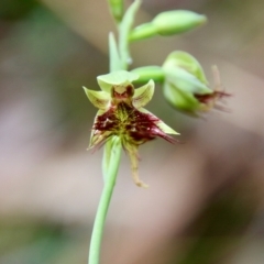 Calochilus paludosus at Moruya, NSW - suppressed