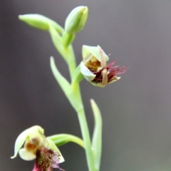 Calochilus paludosus at Moruya, NSW - suppressed