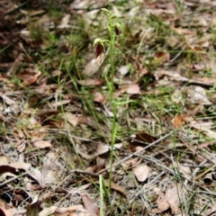 Calochilus paludosus at Moruya, NSW - suppressed