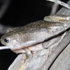 Litoria peronii (Peron's Tree Frog, Emerald Spotted Tree Frog) at Lions Youth Haven - Westwood Farm - 20 Oct 2021 by HelenCross