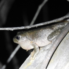 Litoria peronii at Kambah, ACT - 20 Oct 2021