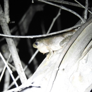 Litoria peronii at Kambah, ACT - 20 Oct 2021