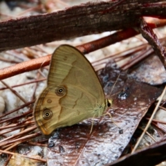 Hypocysta metirius (Brown Ringlet) at Moruya, NSW - 20 Oct 2021 by LisaH