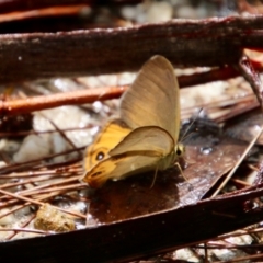 Hypocysta metirius at Moruya, NSW - suppressed