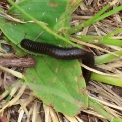 Ommatoiulus moreleti (Portuguese Millipede) at Monash, ACT - 21 Oct 2021 by RodDeb