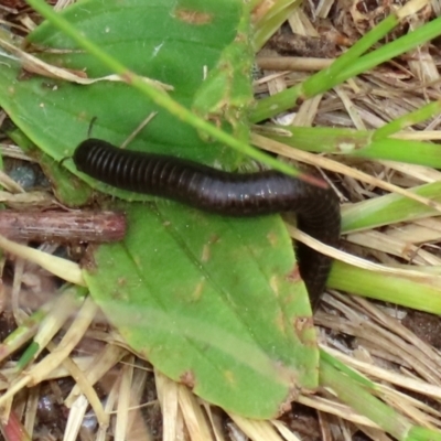 Ommatoiulus moreleti (Portuguese Millipede) at Isabella Pond - 21 Oct 2021 by RodDeb