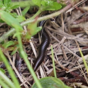 Ommatoiulus moreleti at Monash, ACT - 21 Oct 2021 01:47 PM