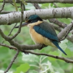 Todiramphus sanctus (Sacred Kingfisher) at Monash, ACT - 21 Oct 2021 by RodDeb