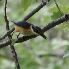 Todiramphus sanctus at Monash, ACT - 21 Oct 2021 12:55 PM