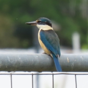 Todiramphus sanctus at Monash, ACT - 21 Oct 2021 12:55 PM