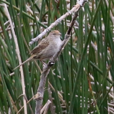 Poodytes gramineus (Little Grassbird) at Isabella Pond - 21 Oct 2021 by RodDeb