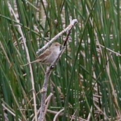 Poodytes gramineus at Monash, ACT - 21 Oct 2021