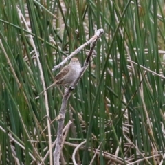 Poodytes gramineus at Monash, ACT - 21 Oct 2021