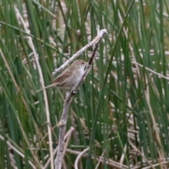 Poodytes gramineus at Monash, ACT - 21 Oct 2021