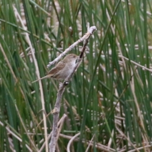 Poodytes gramineus at Monash, ACT - 21 Oct 2021 01:35 PM