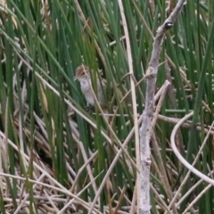 Poodytes gramineus at Monash, ACT - 21 Oct 2021