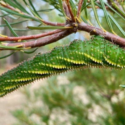 Coequosa triangularis (Double-headed Hawk Moth) at Broulee Moruya Nature Observation Area - 20 Oct 2021 by LisaH