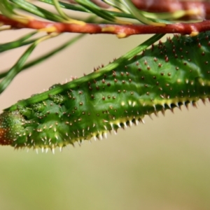 Coequosa triangularis at Moruya, NSW - suppressed