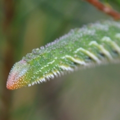 Coequosa triangularis at Moruya, NSW - suppressed