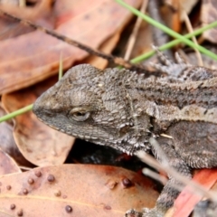 Amphibolurus muricatus (Jacky Lizard) at Broulee Moruya Nature Observation Area - 20 Oct 2021 by LisaH