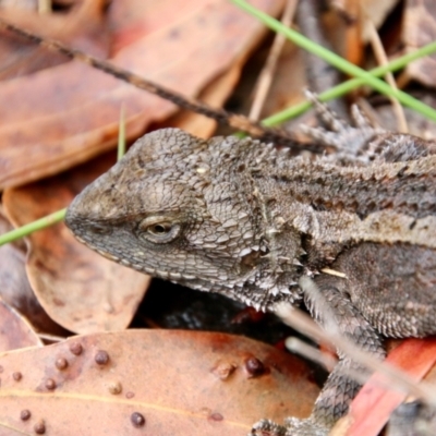 Amphibolurus muricatus (Jacky Lizard) at Broulee Moruya Nature Observation Area - 20 Oct 2021 by LisaH