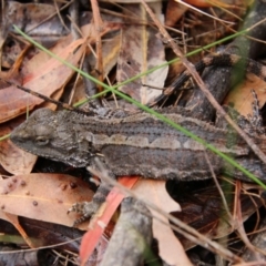 Amphibolurus muricatus at Moruya, NSW - 20 Oct 2021