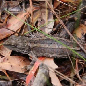 Amphibolurus muricatus at Moruya, NSW - suppressed